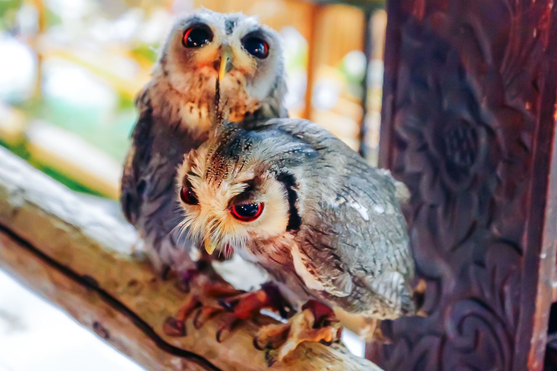 Uilen aaien in een owl café in Tokyo