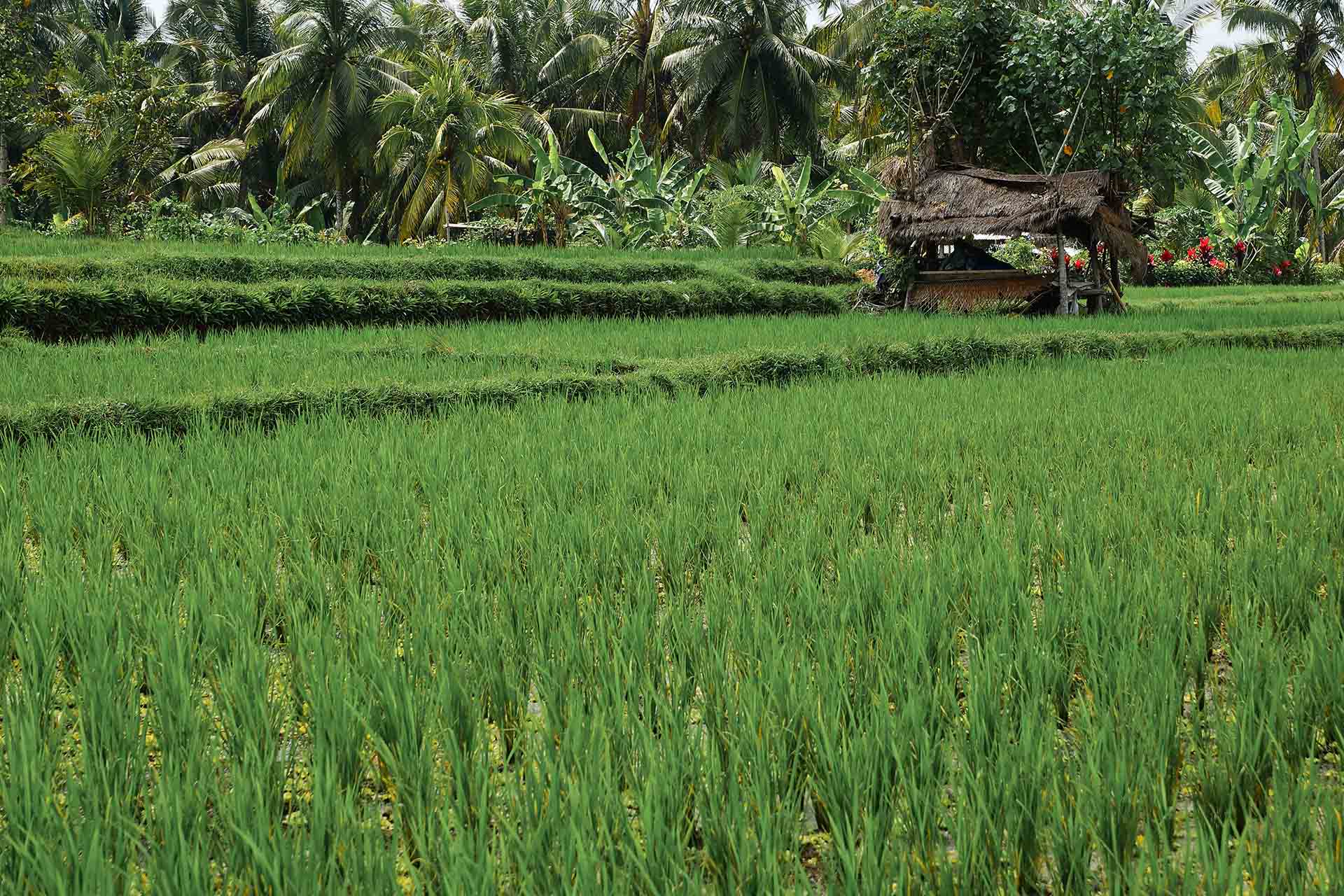 Wandeling rijstvelden Ubud: op weg naar lekker eten