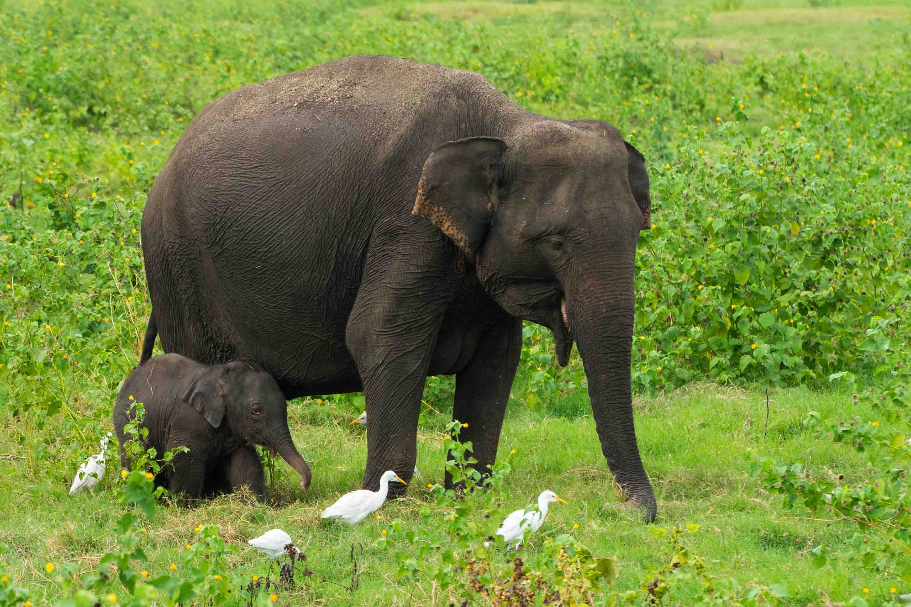 olifanten Sri Lanka