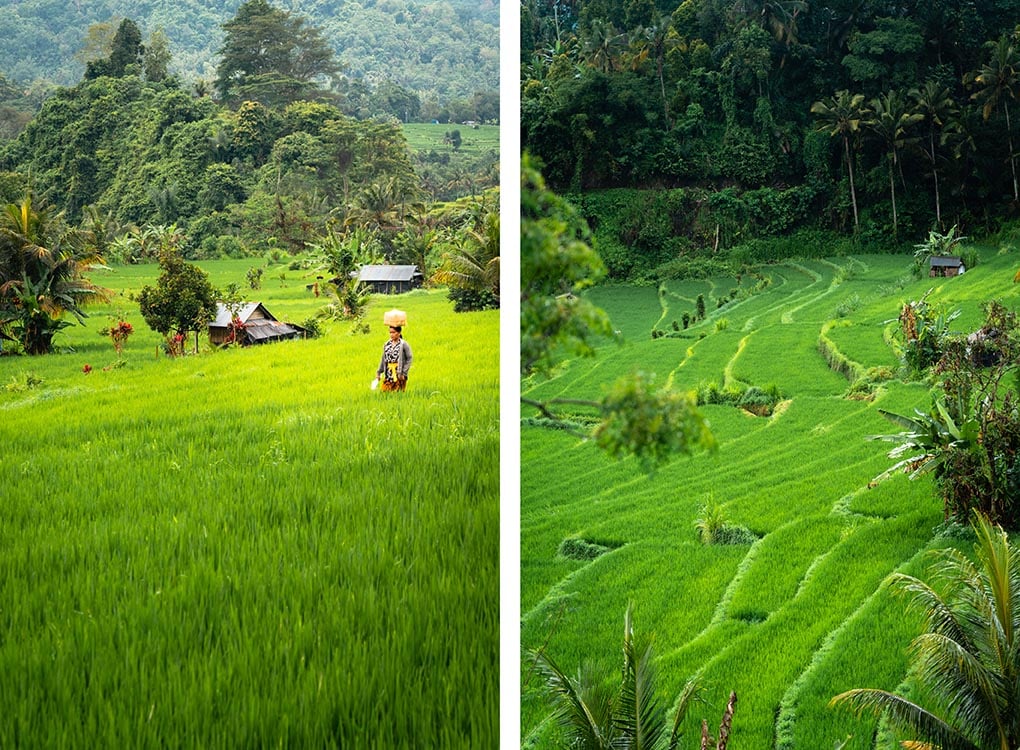 rijstvelden Sidemen Bali