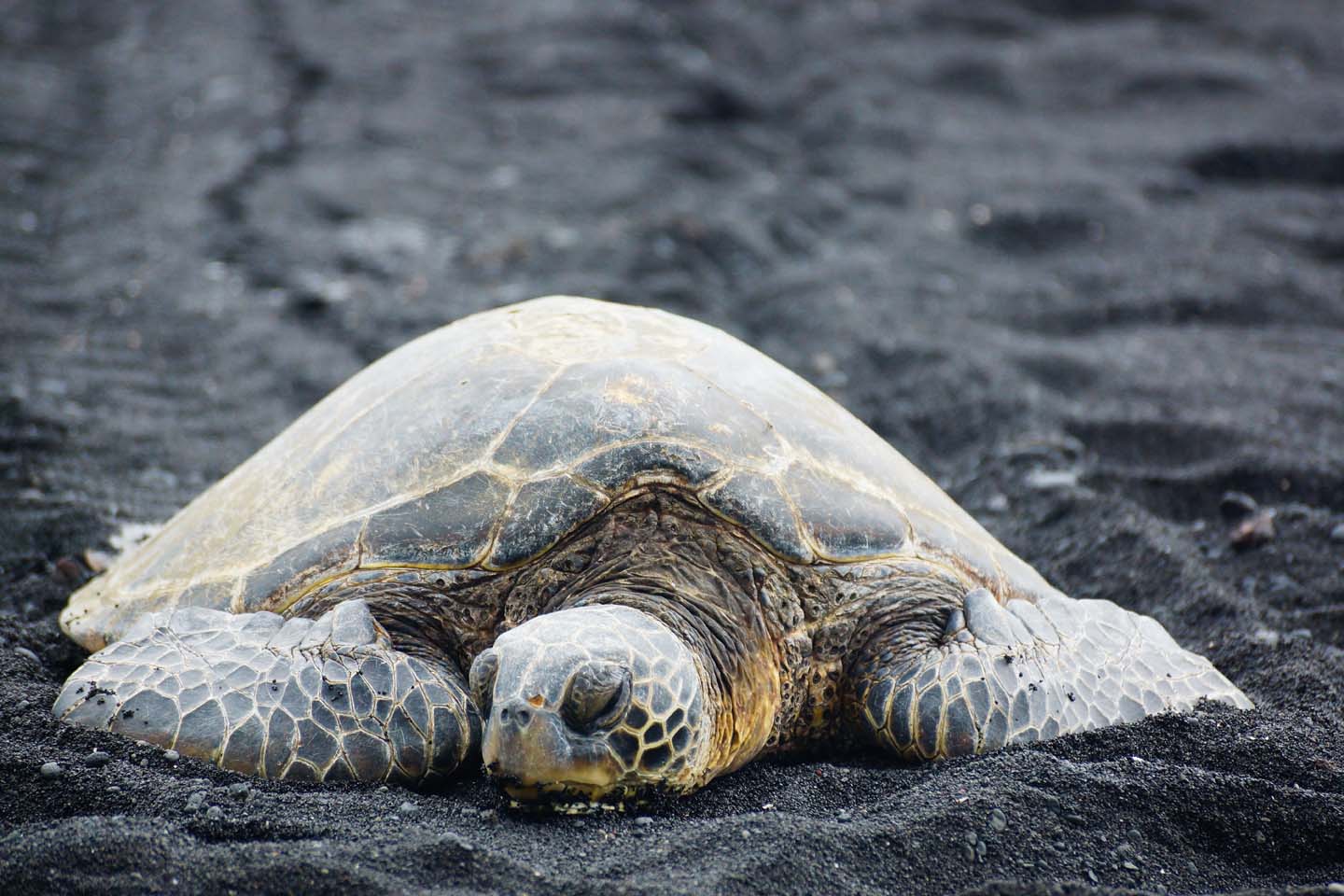 schildpad The Big Island