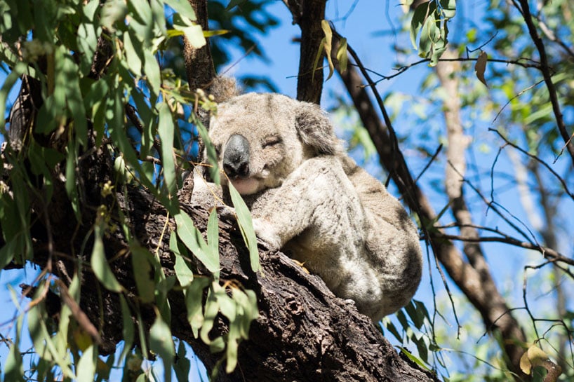 Koala Magnetic Island