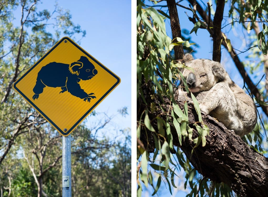 verkeersbord koala