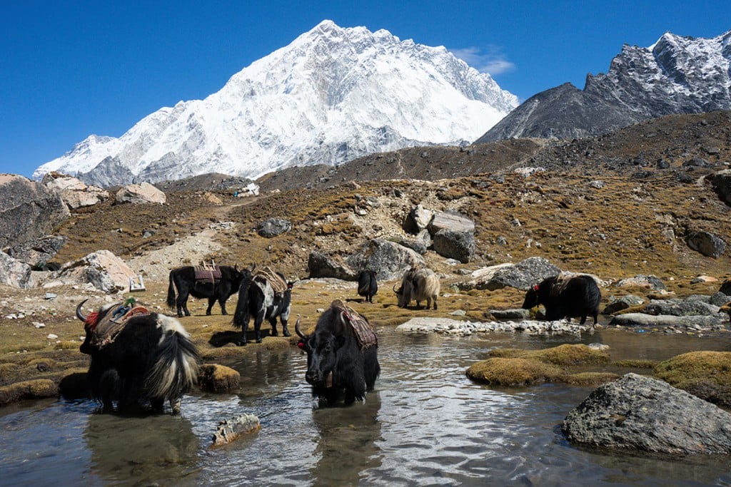 yaks Nepal