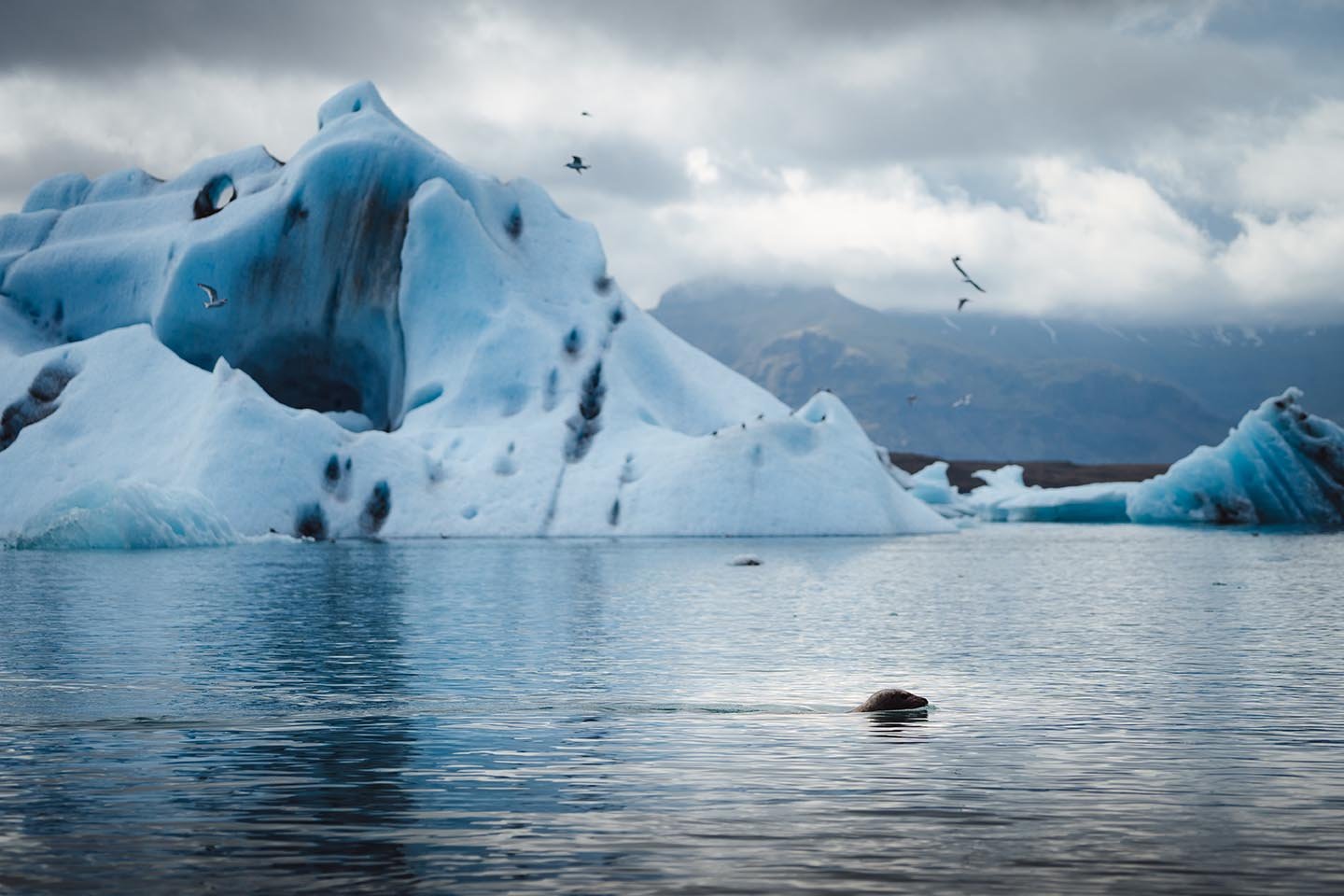 Jokulsarlon ijs met zeehond