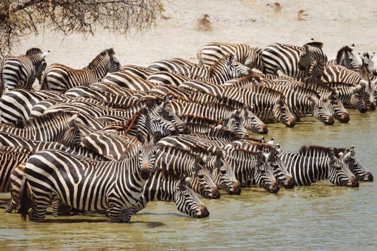 Bezienswaardigheden Tanzania