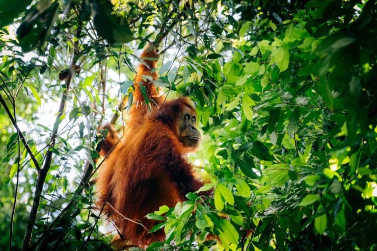 Doen in Bukit Lawang