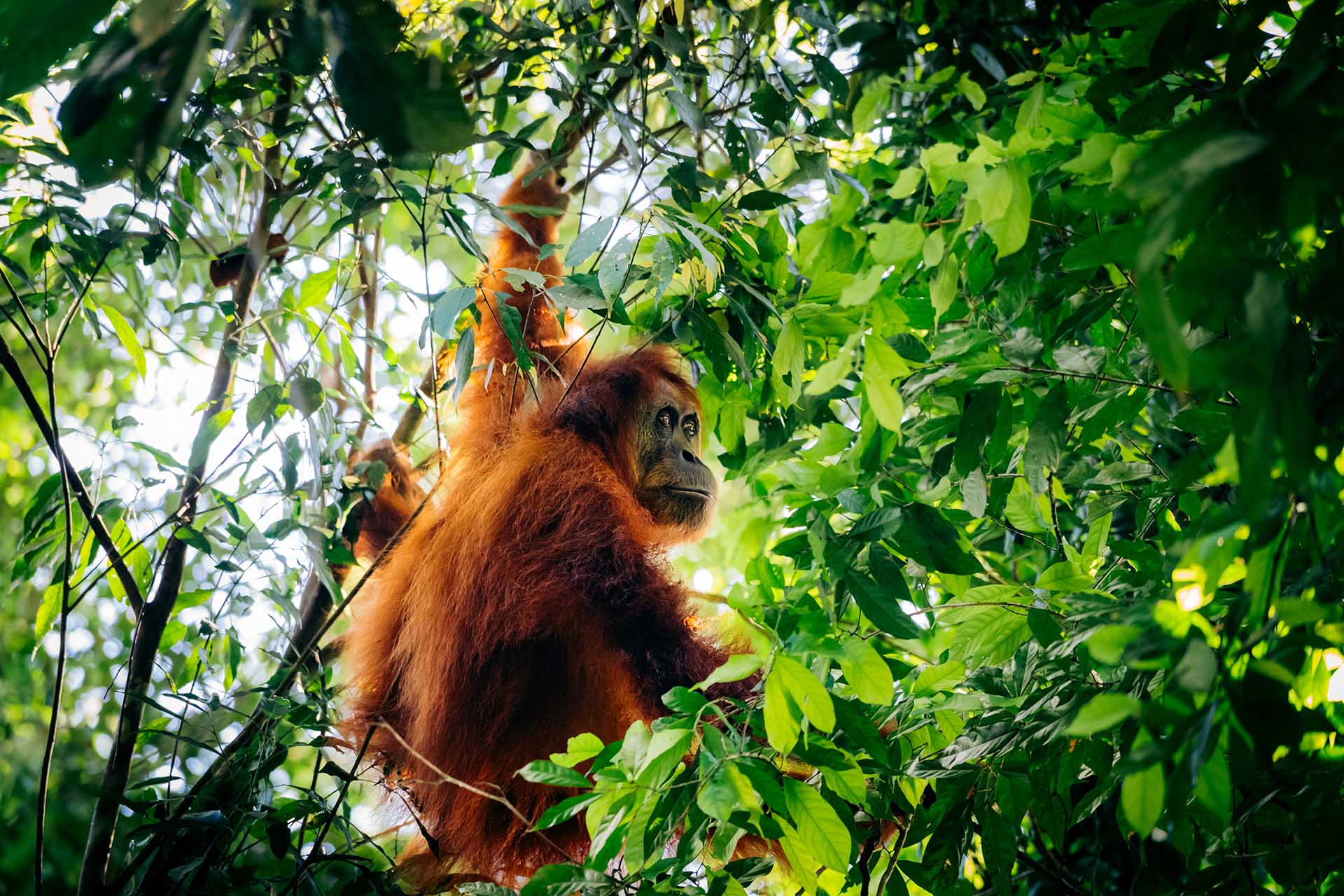 Doen in Bukit Lawang op Sumatra: orang-oetans spotten, jungle trekking en fietsen