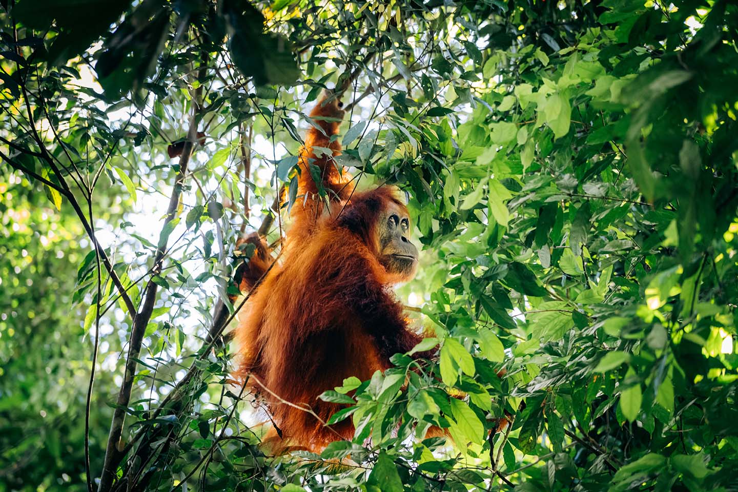 Orang oetan in Sumatra