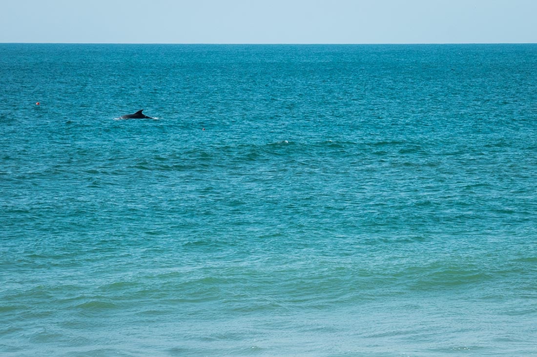 dolfijnen Faro Portugal