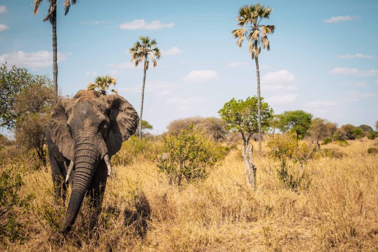 Tarangire Tanzania