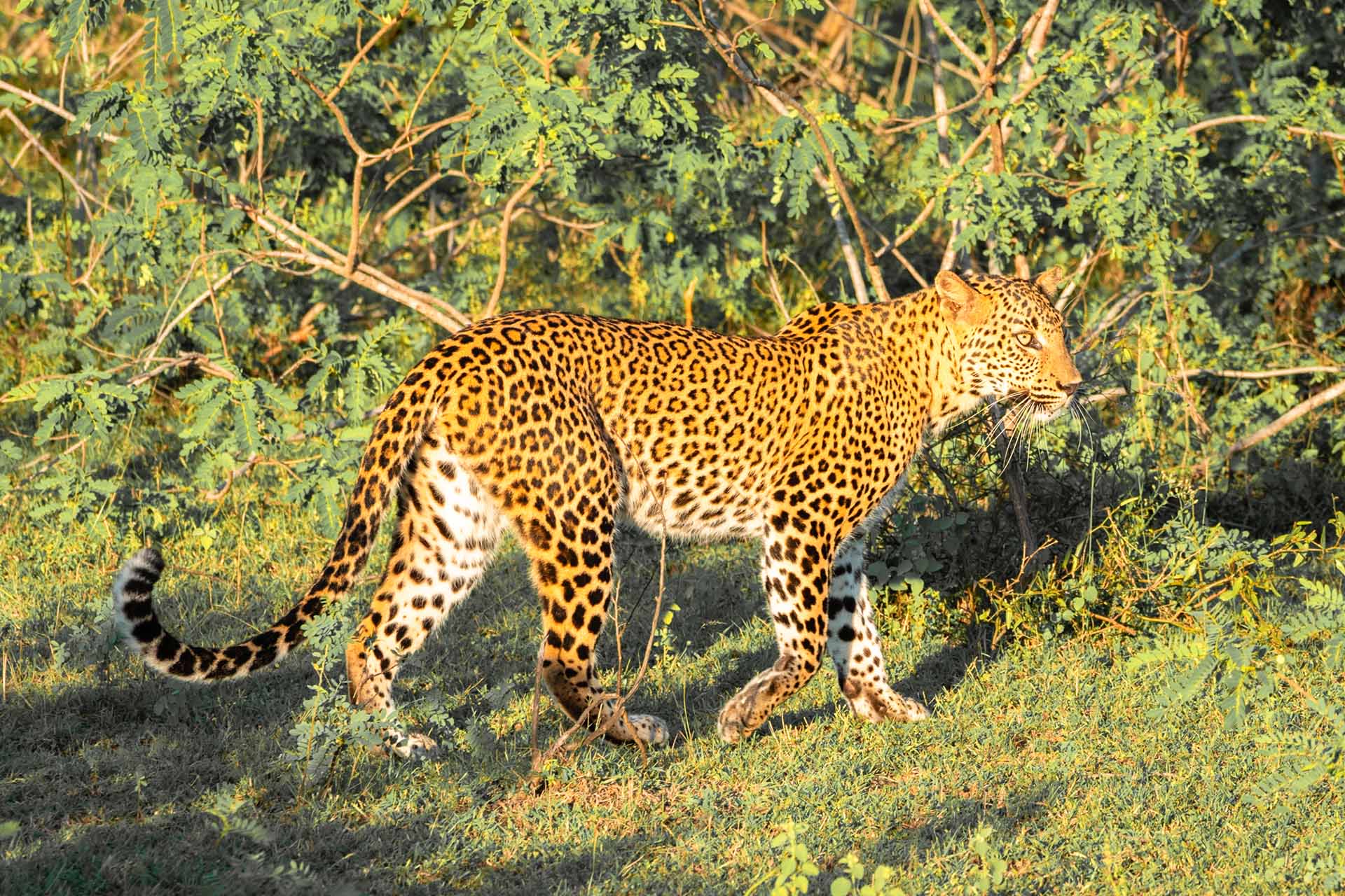 luipaard in de zon in Yala NP Sri Lanka