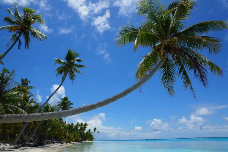 palmboom boven het water op het eiland Fakarava