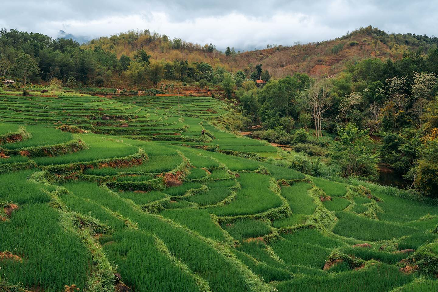 rijstterrassen in Noord-Vietnam