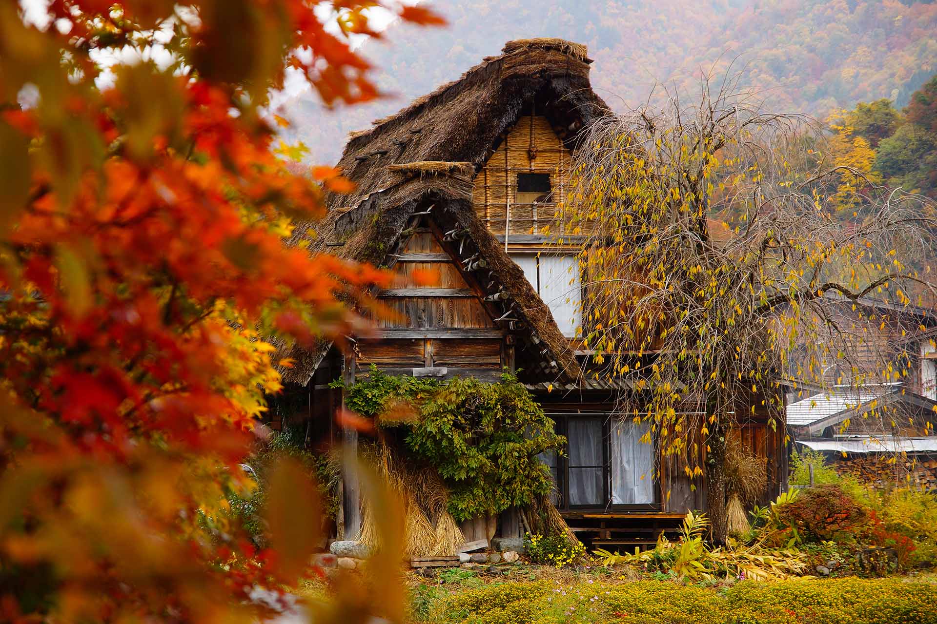 traditionele huizen omlijst door herfstbladeren in Shirakawa-go Japan