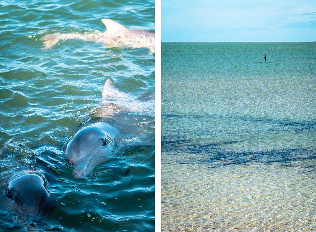 dolfijnen in Whyalla Australie