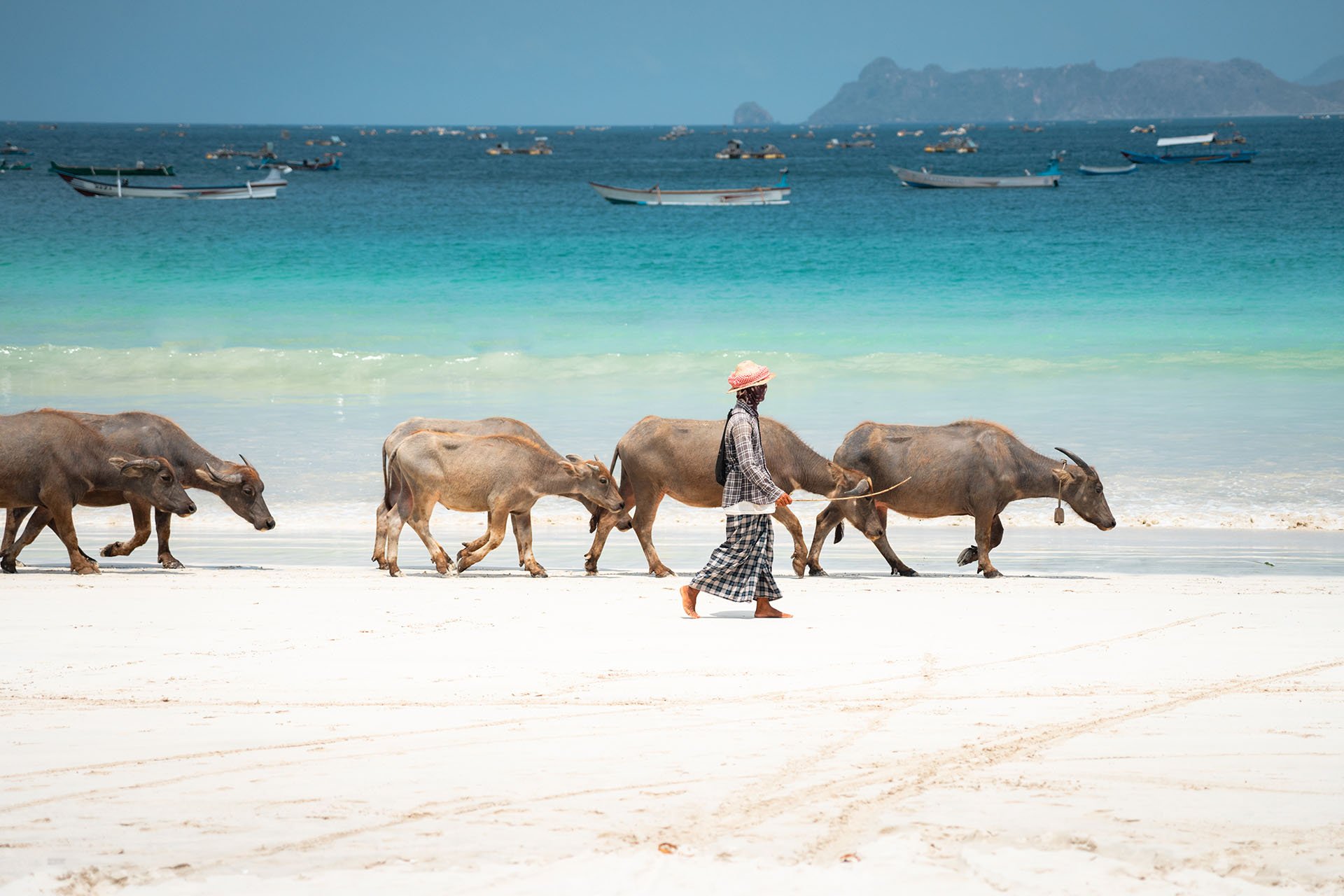 boer loopt met groep buffels langs de zee op Lombok