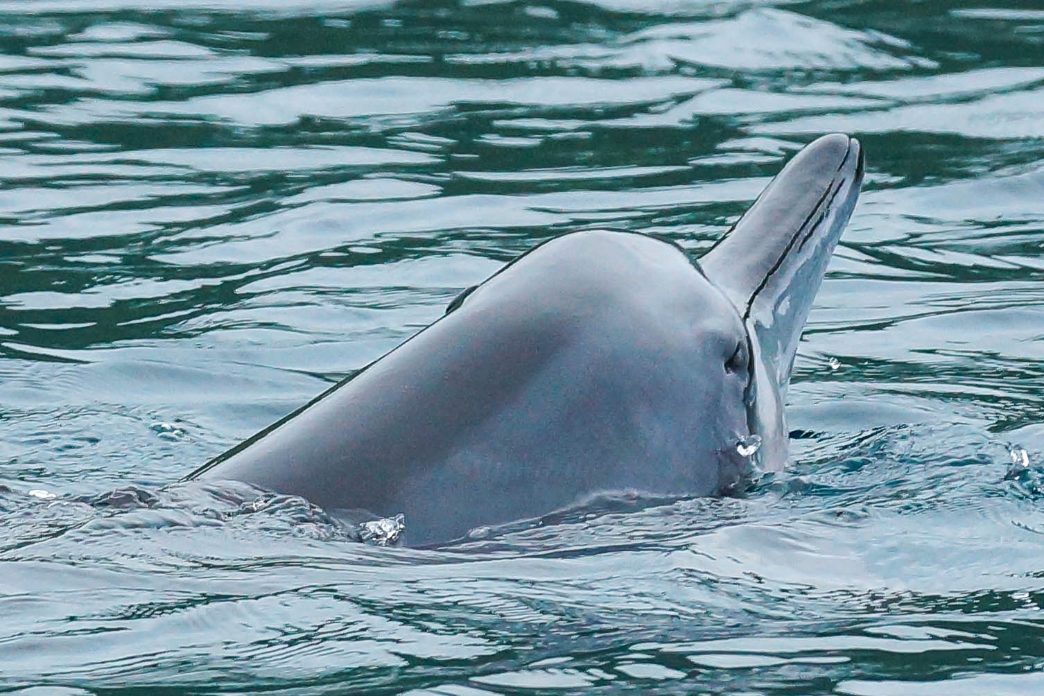 Dolfijnen Moorea