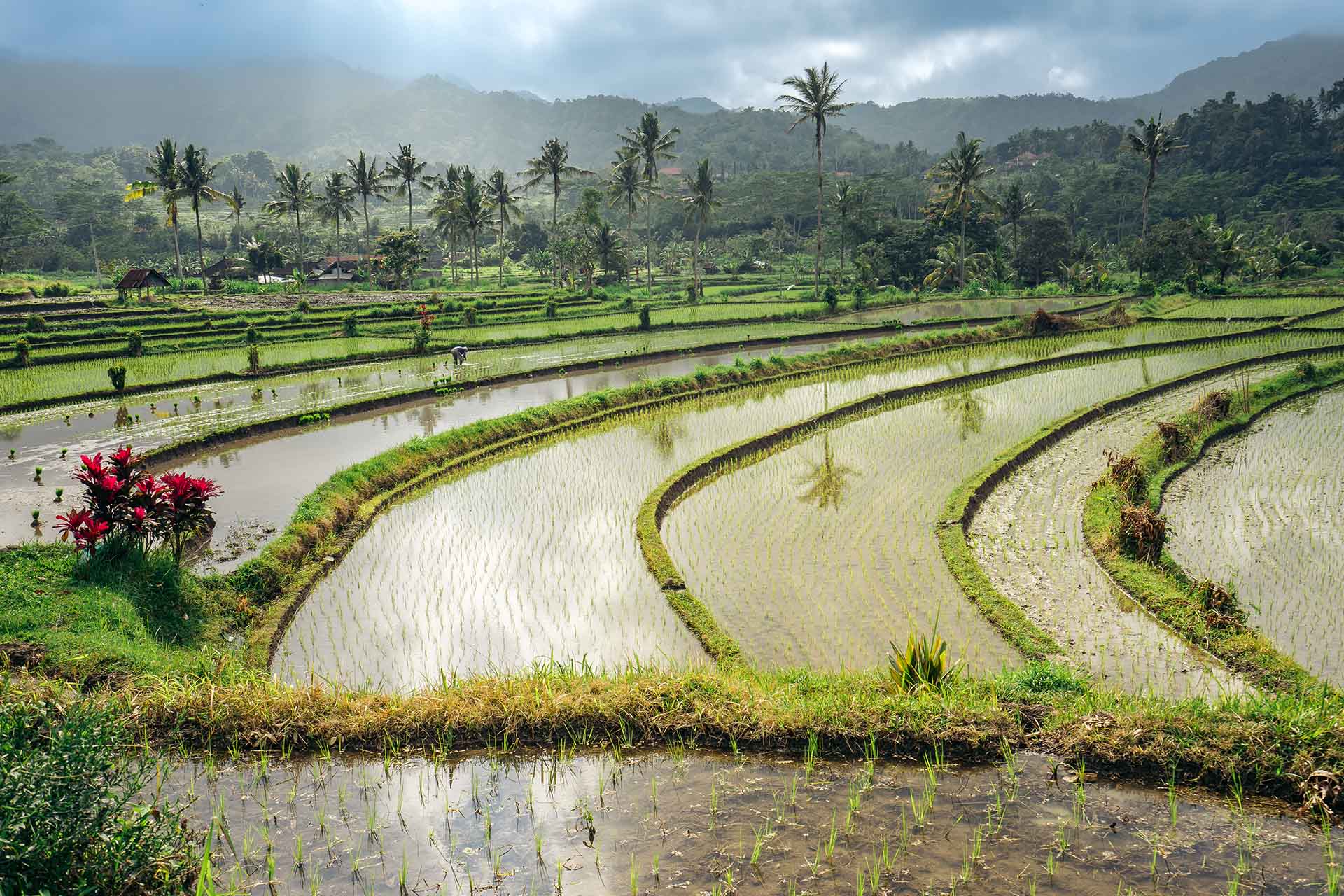 rijstveld met bergen en bergen op de achtergrond in Sidemen Bali