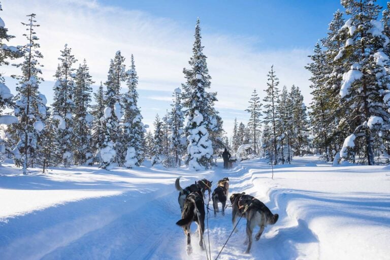 husky's trekken slee voort tussen besneeuwde dennenbomen