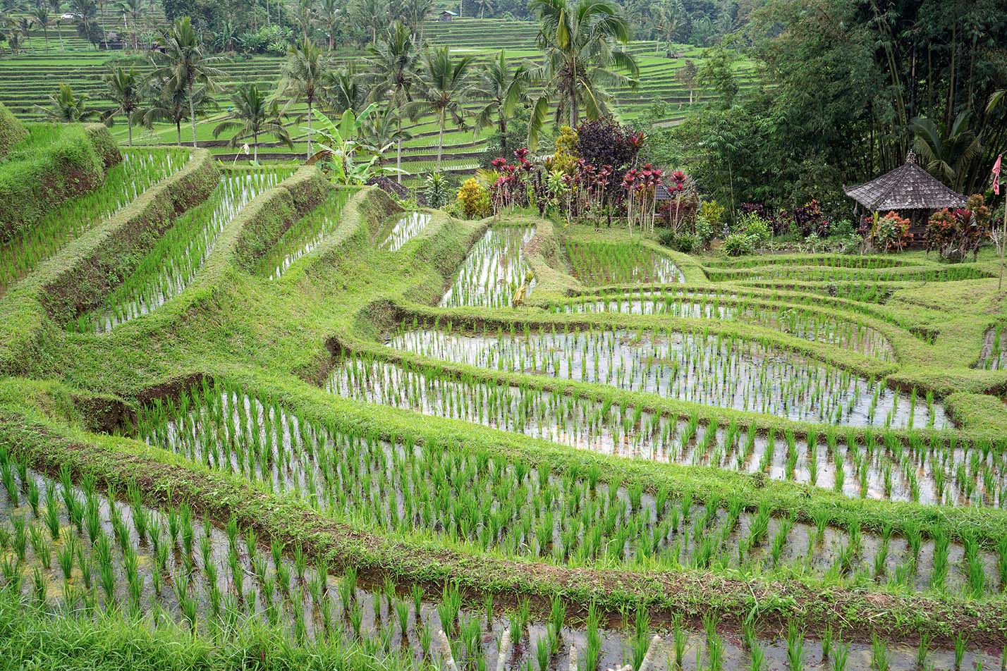 Jatiluweh rijstterrassen Bali