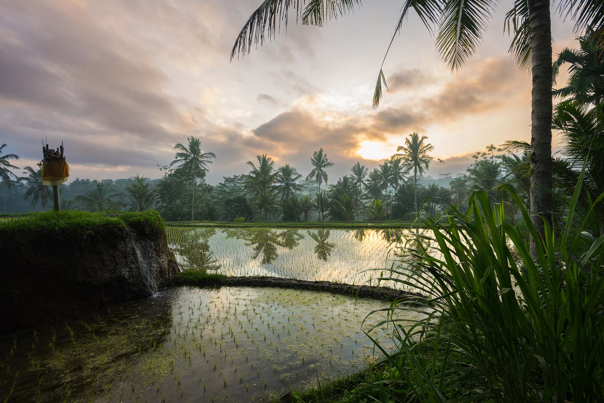rijstvelden met palmen die weerspiegelen in het water op Bali