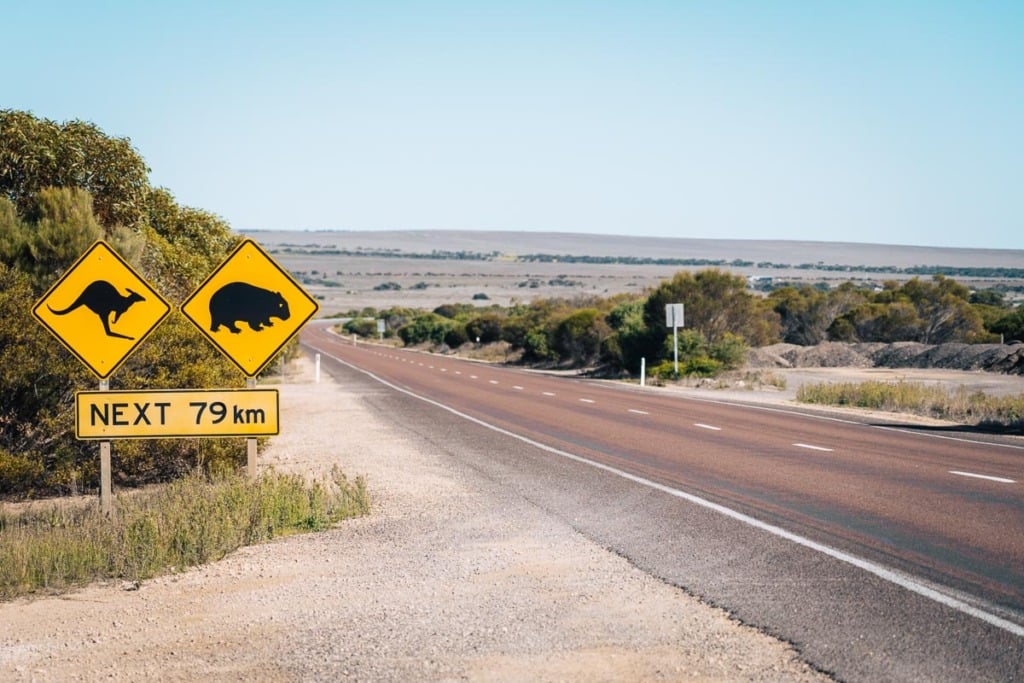 borden kangoeroe en wombat langs de weg in Australië