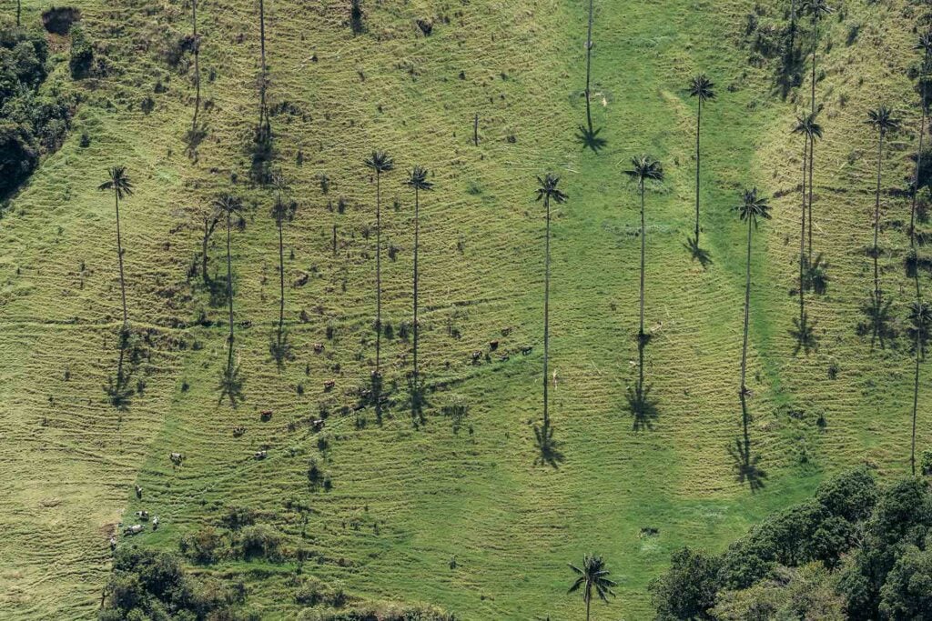 waspalmen werpen schaduwen over groene heuvel in Colombia