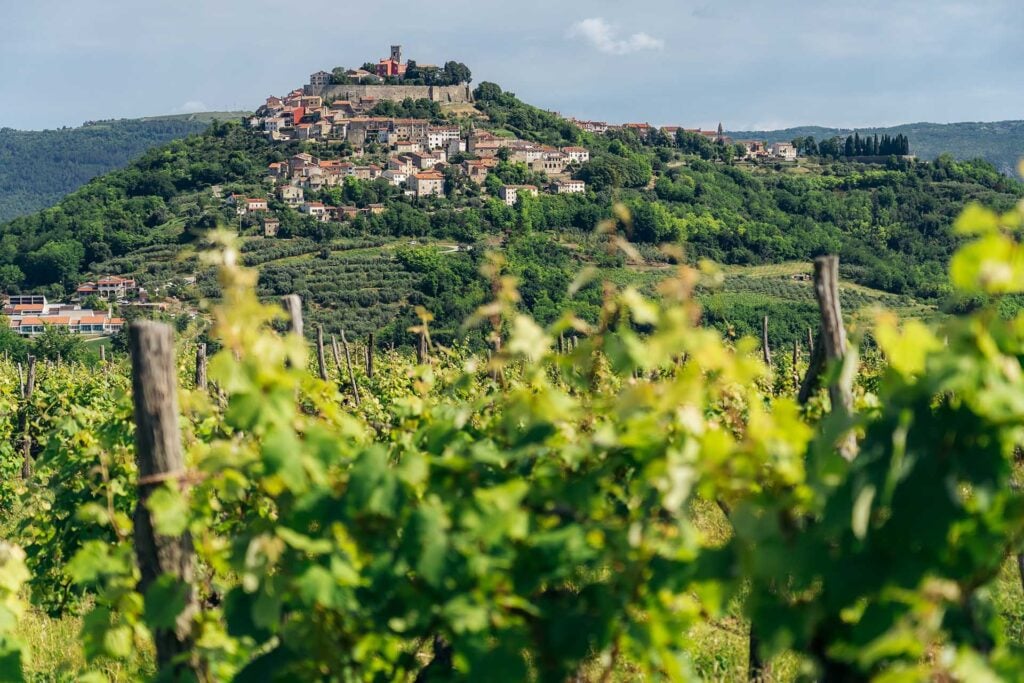 uitzicht op heuveldorp Motovun en wijnranken