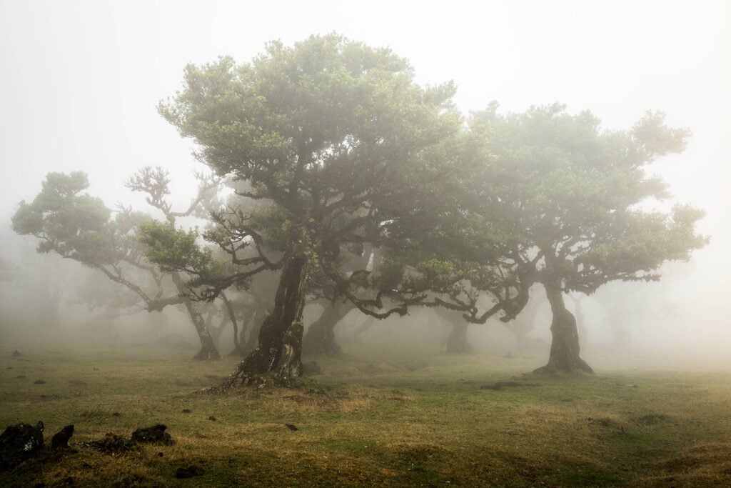 Boom in mist Madeira