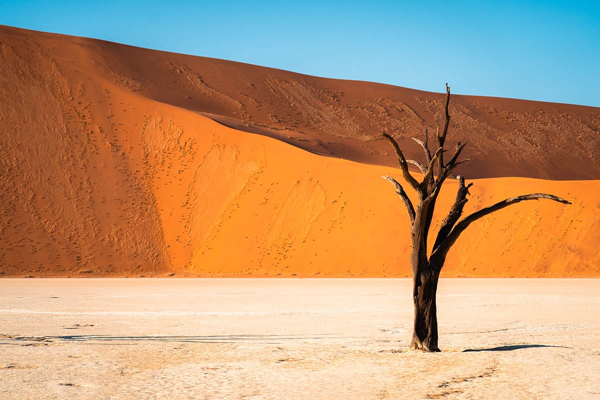 Boom in Deadvlei met rode duin op achtergrond
