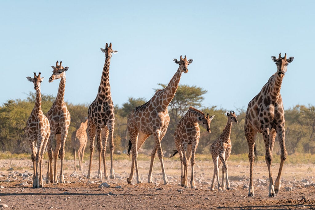 Giraffen Namibie