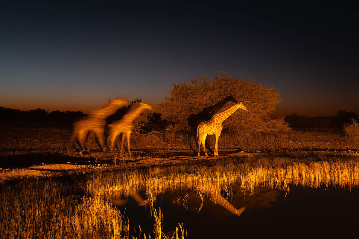 giraffen drinken 's avonds bij de waterpoel