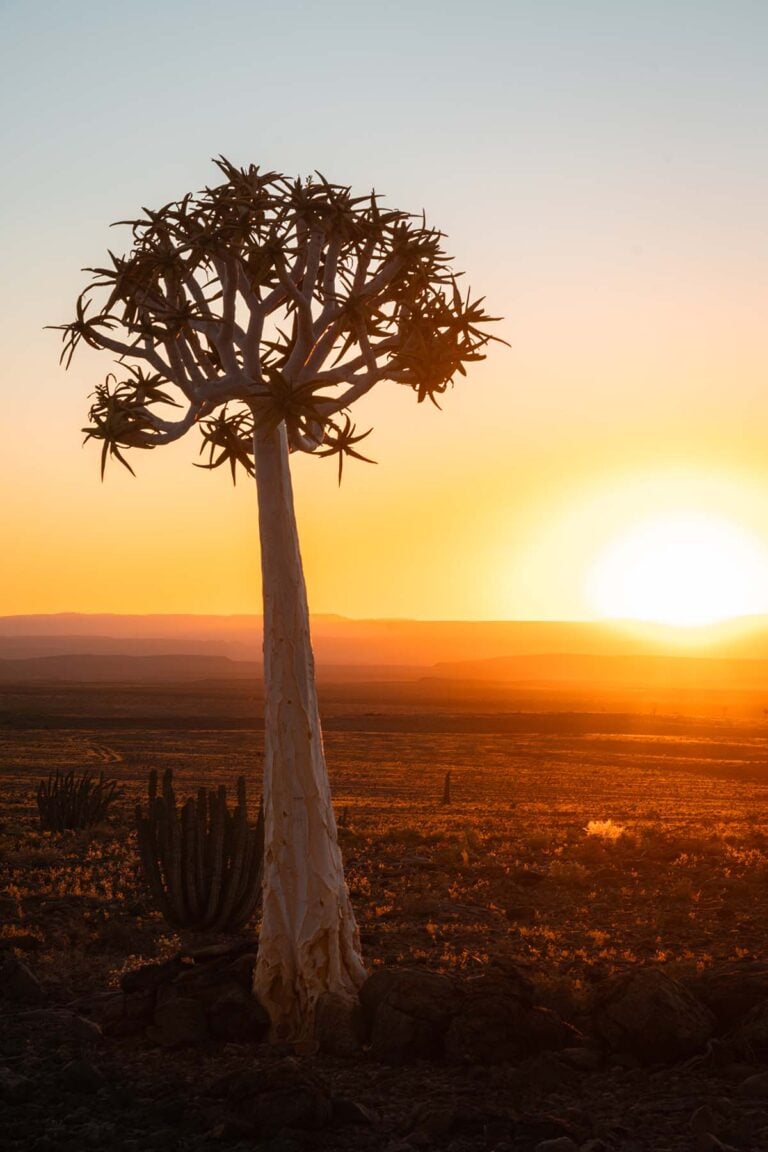 Kokerboom Namibie