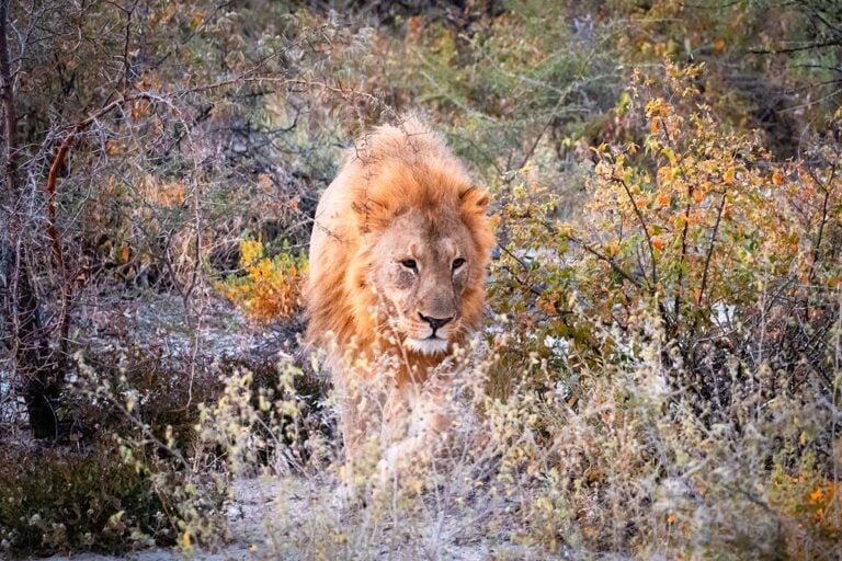 Leeuw Etosha