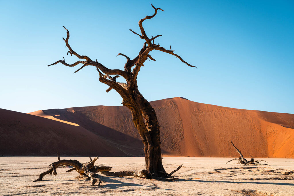 Sossusvlei boom