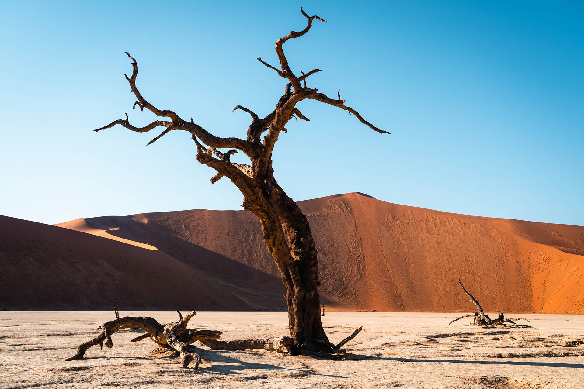 Sossusvlei boom