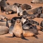 Zeehonden Cape Cross