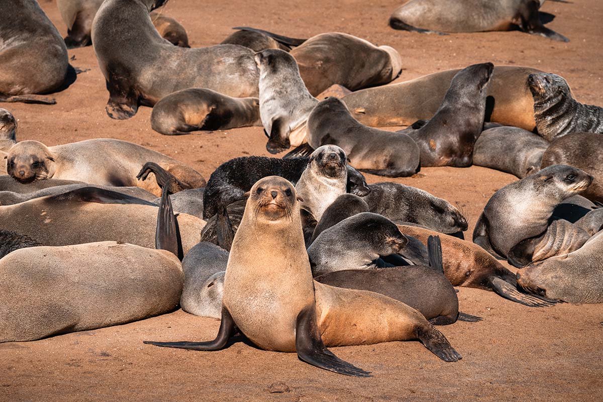 Zeehonden Cape Cross