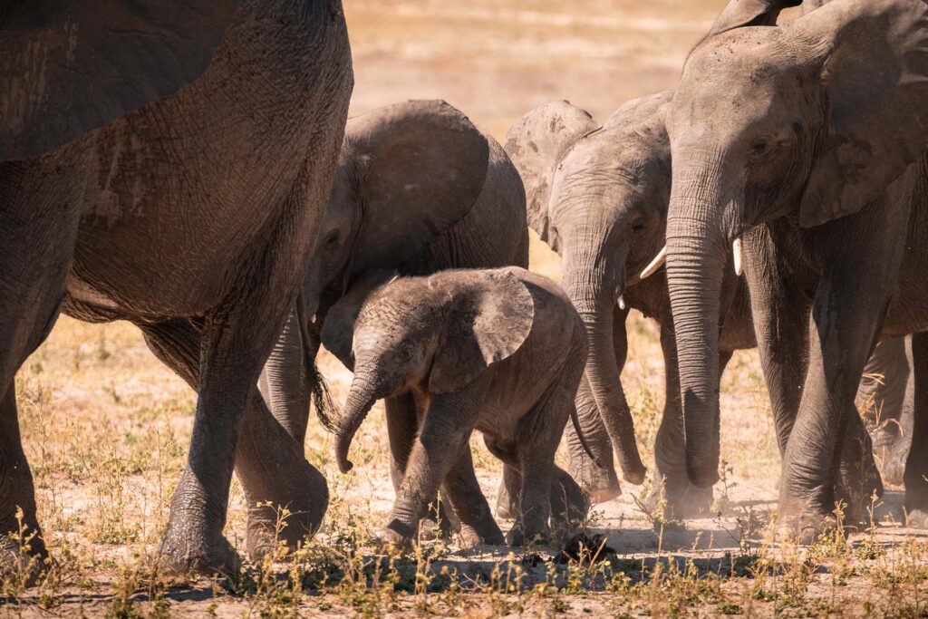 babyolifant met zijn ouders