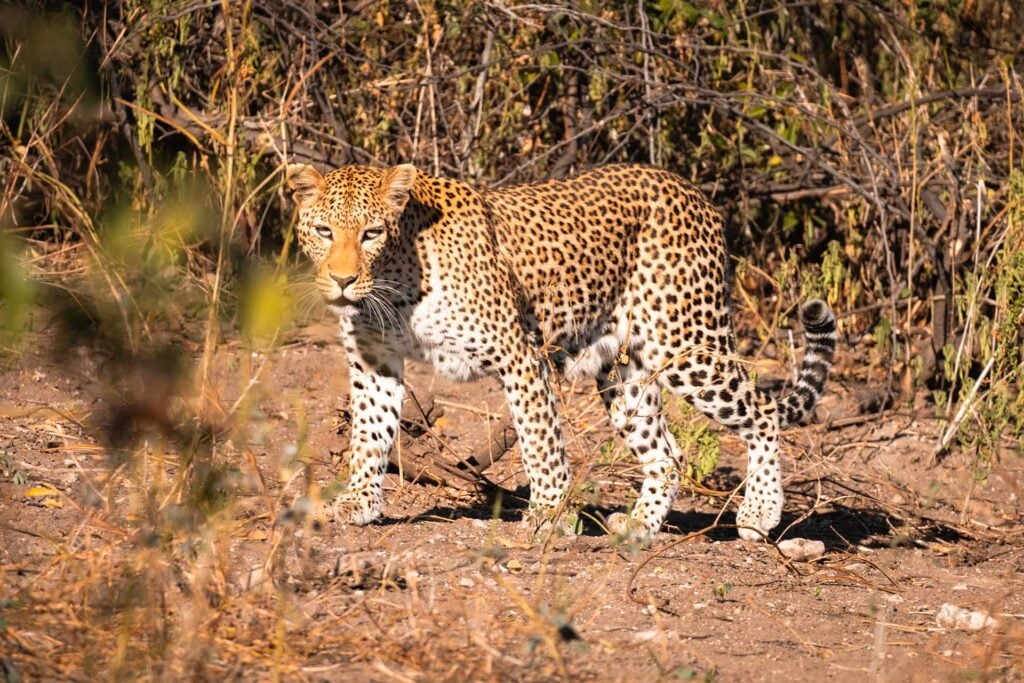 luipaard in Chobe National Park