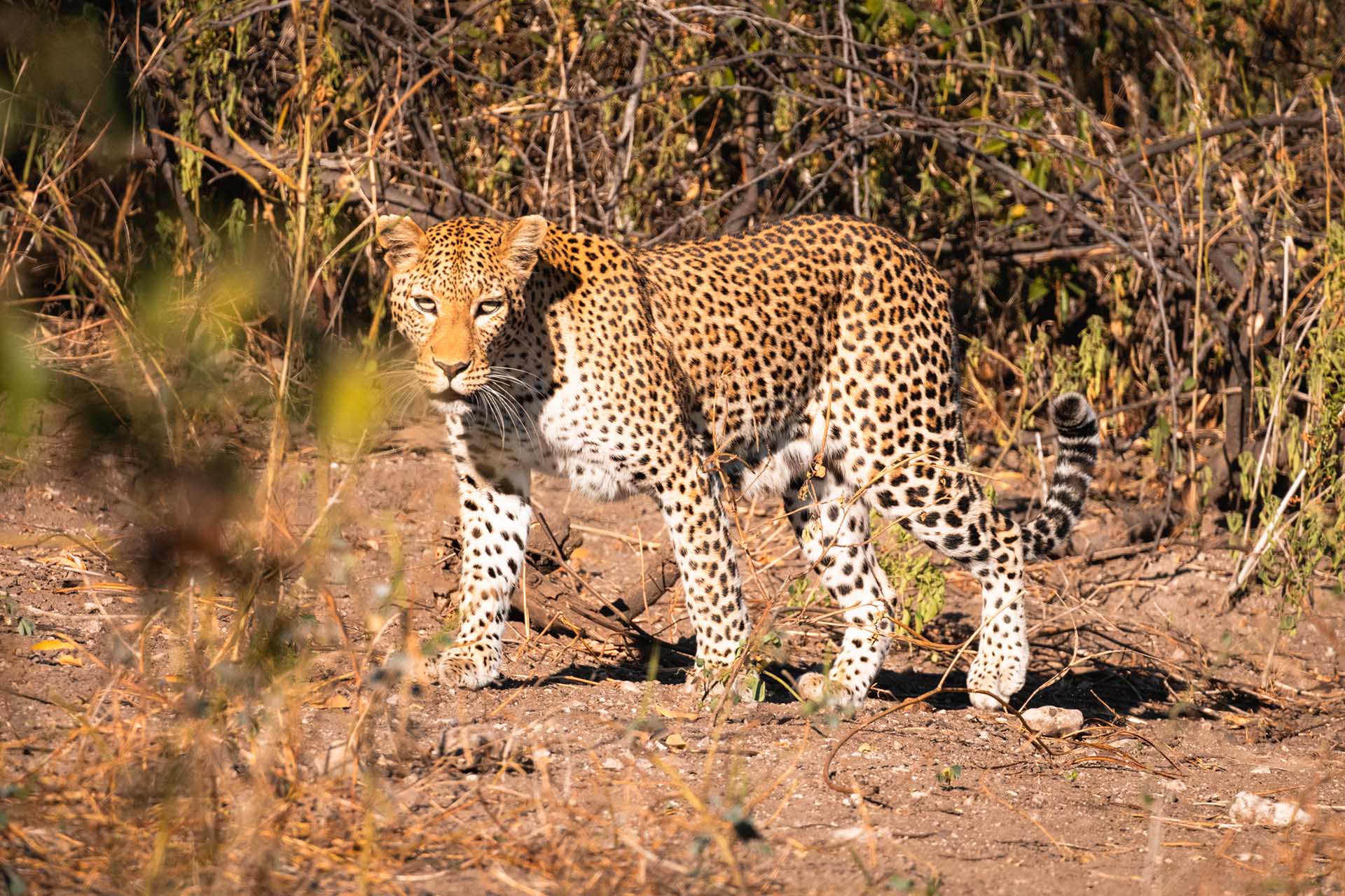 luipaard in Chobe National Park