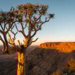 Kokerboom Fish River Canyon