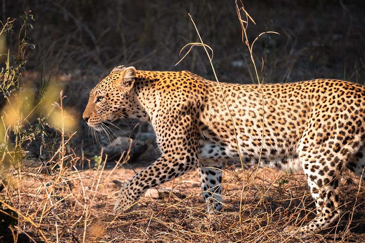 Luipaard Chobe National Park