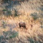 neushoorn in het gras in Namibië