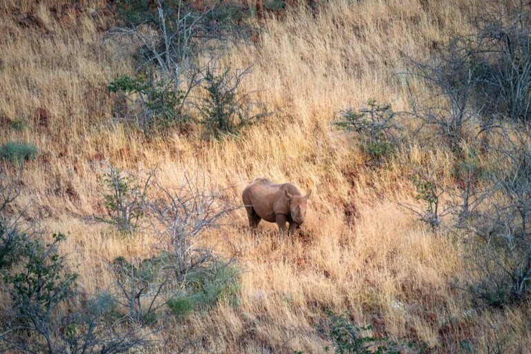 Neushoorntracking Namibie