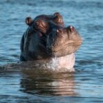 nijlpaard komt het water uit