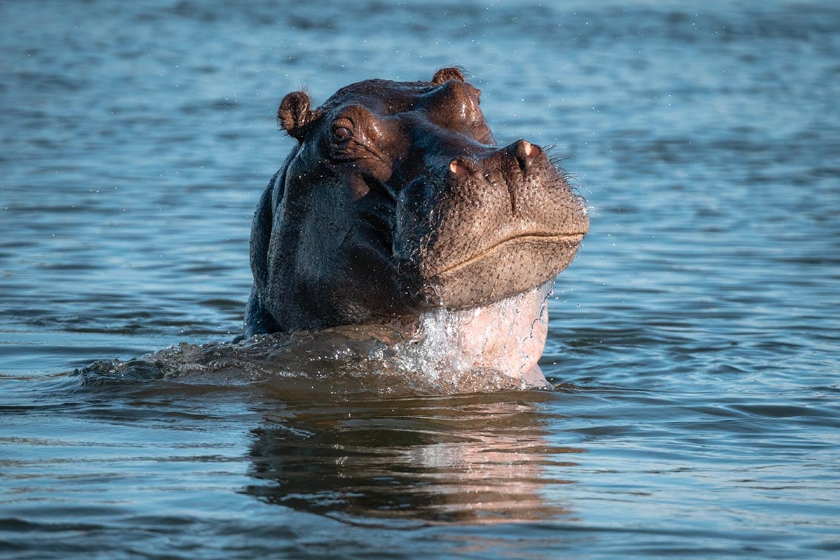 nijlpaard komt het water uit