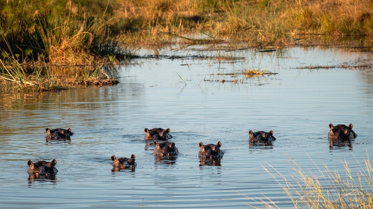 koppen nijlpaarden steken boven het water uit