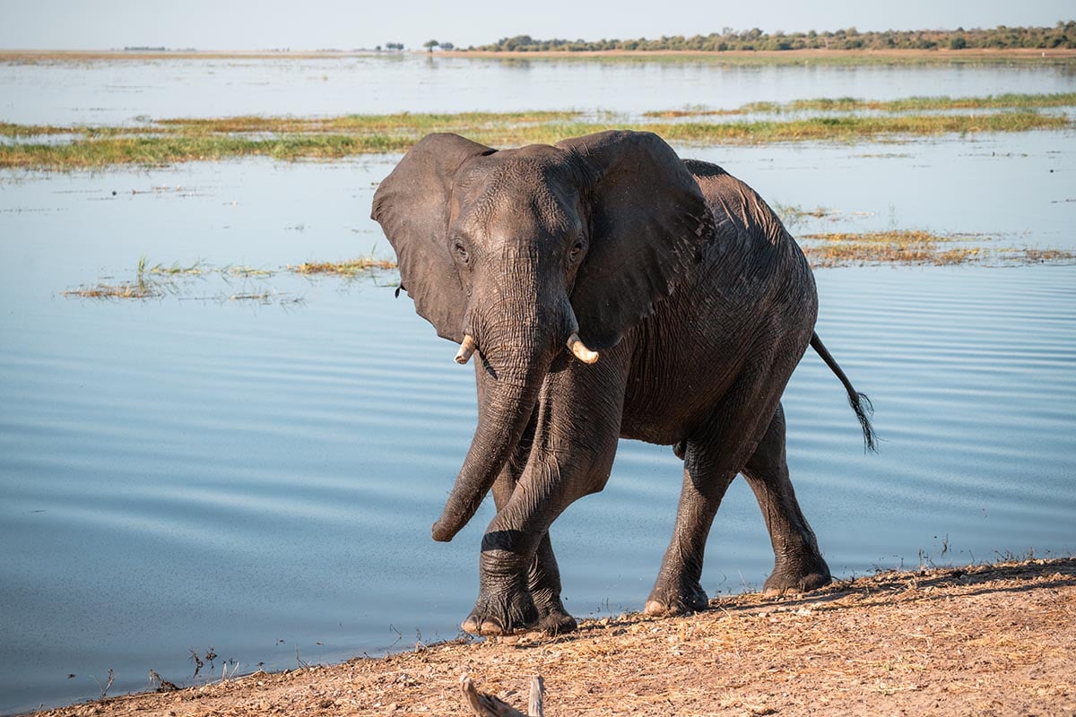 Olifant loopt langs Chobe Rivier